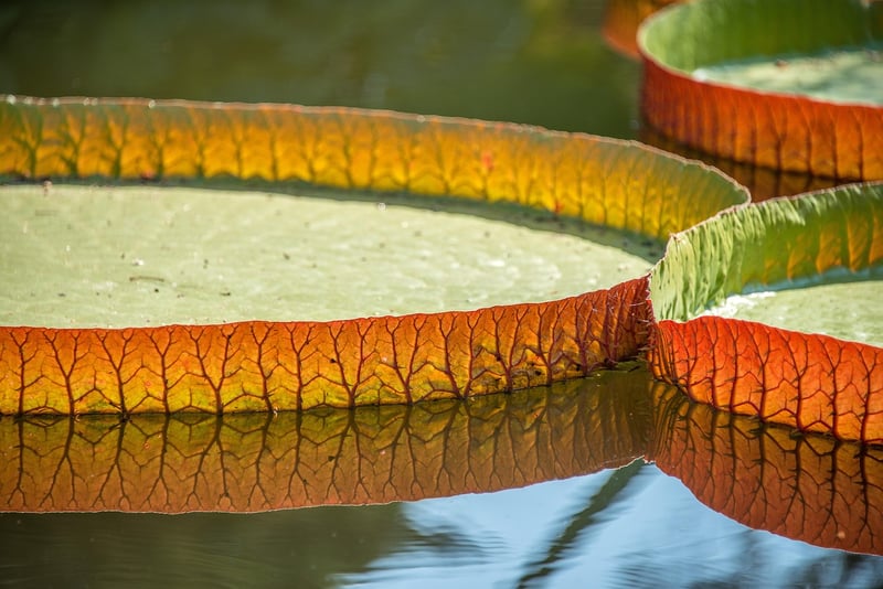 Water lily